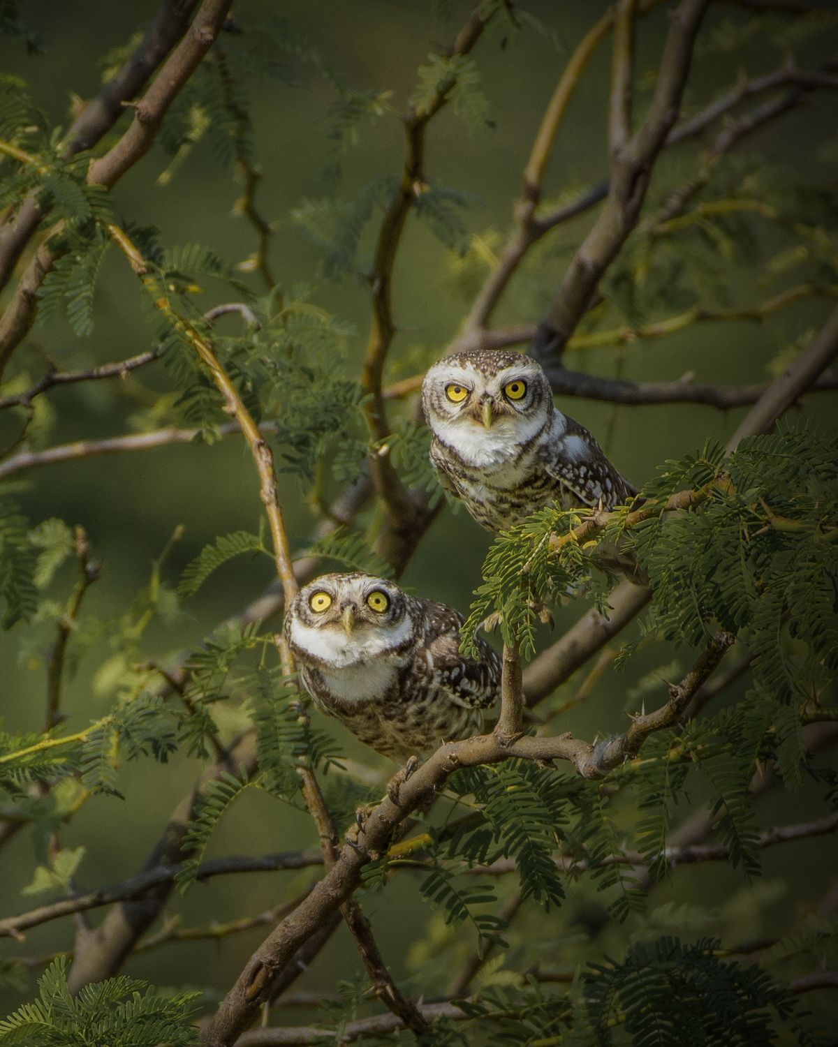 Spotted owlet (12)